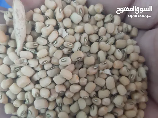 بذر لوبيا عماني