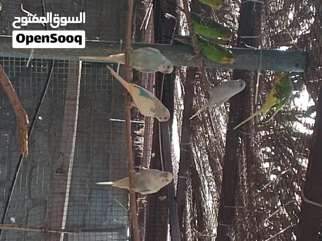 بادجي +سمان   الوصف تحت