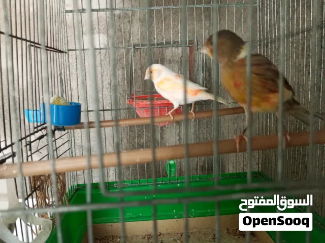 كوبيه كنارى انتاج ليبيا الانتايه موزايك ودكر مضروب ع برتغالي