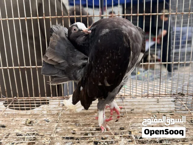 حمام للبيع مصراته