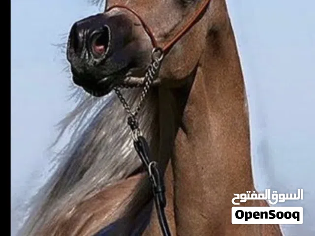 مطلووووب أفراس عربيه أصيله وبقر هولندي