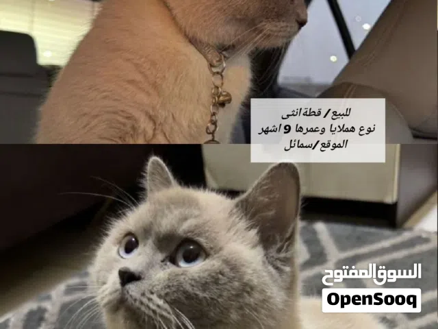 قطه هملايا