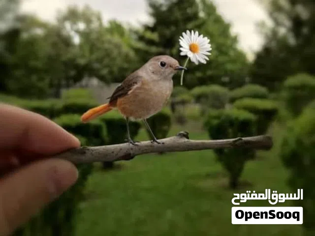 كمبيرسه للبيع بسعر 150 دينار