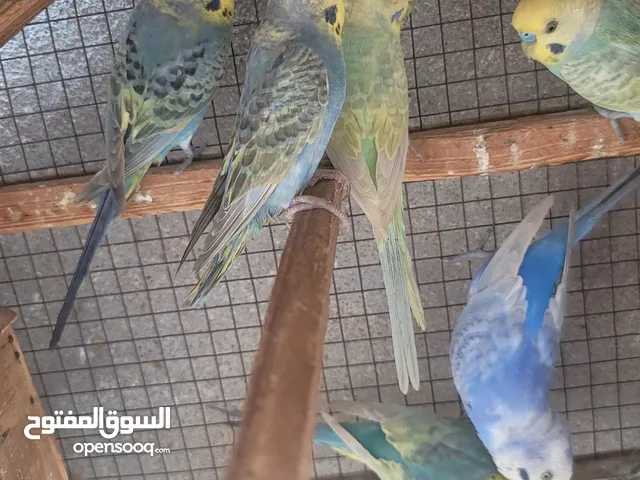 كناري بادجي ريمبوا