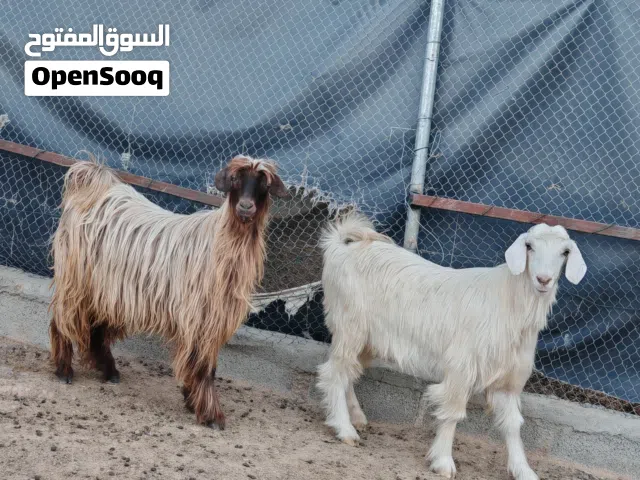 الحلال الجبلي تيوس مخصايات من يوم صغار