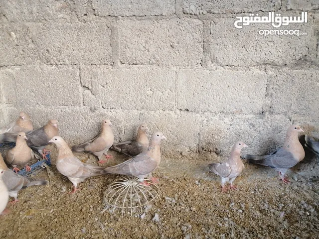 حمام كشميري اصل بدون تهجين ومن ساس واحد وكذلك توجد حمام عادي بسعر 800 بيسة للحبة