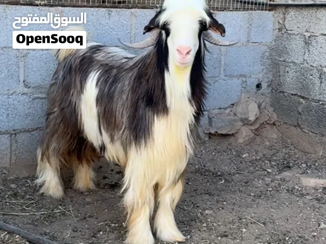 تيس  فحل للبيع