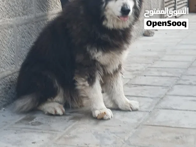 هالشي مالموت