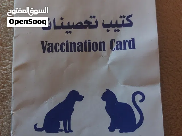دكر لونق هير بالكتيب متاعه واخد كامل التطعيمات عمره 4 شهور موصفات الله ابارك المكان تاجوراء