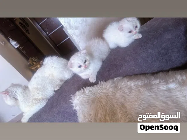 قطتين عمر شهرين سكوتش فولد