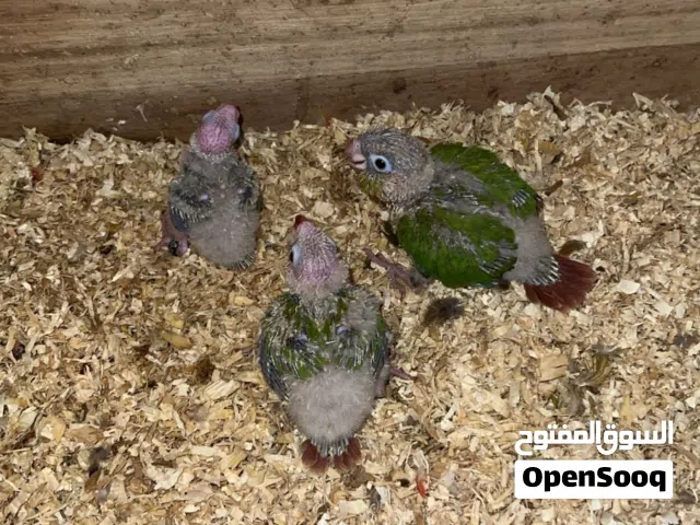 متاح النوع فروخ باينبل كنيور العدد 3 الجنس غير معروف العمر شهر اللون واضح الانتاج محلي الصحه ممتازه