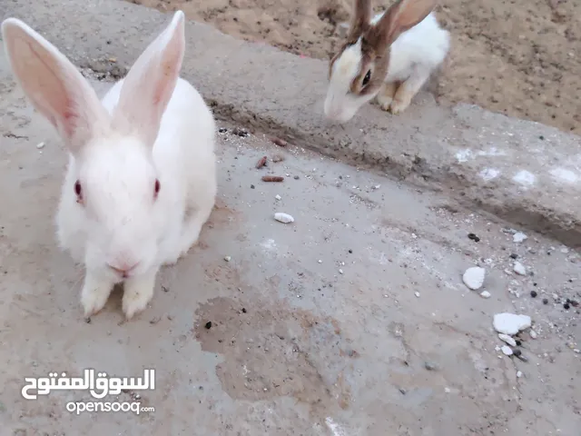 أرنب محليه