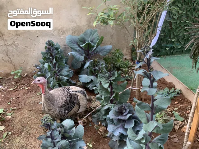 ديك رومي بلدي (شنار) نخب أول - تربية بيتية مميزة