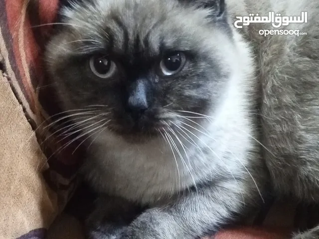هملايا بتجنن
