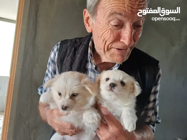Pure white Loulou puppies for sale-3 months old- /puppy