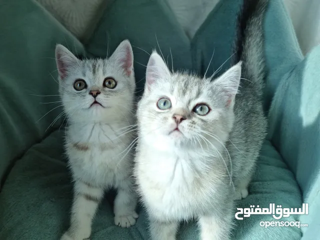 سكوتش فولد و بريتش شانشيلا Scottish fold and Silver Chinchilla NS11