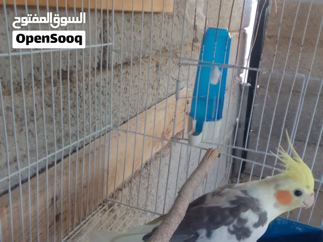 كوبية كوكتيل ربي يبارك
