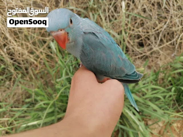 ببغاء دره هندي