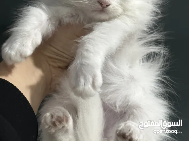 Pure white  male  Persian cat شيرازي