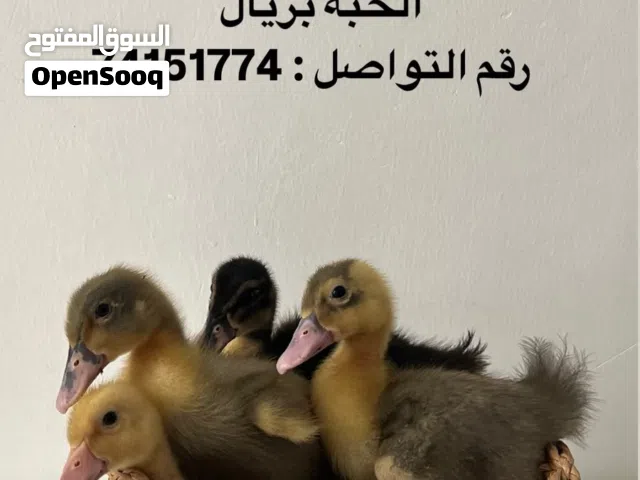 بط للبيع عمر 10 ايام