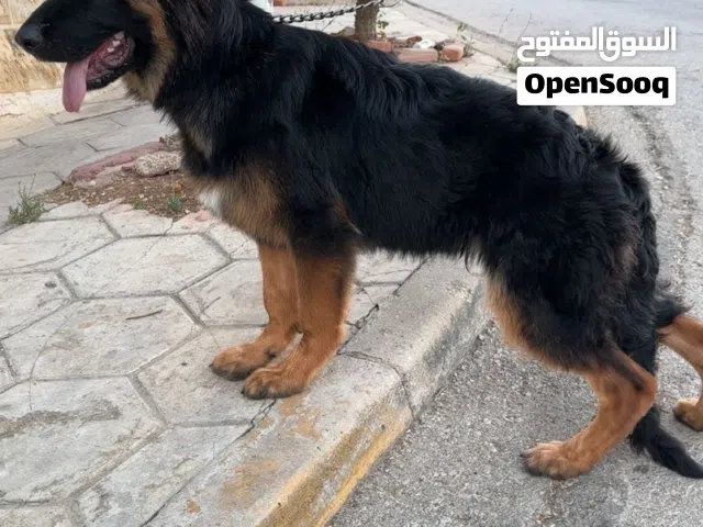 جيرمن شو لاين مستوا عالي