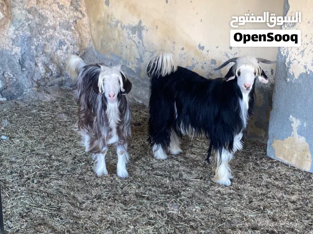 للبيع أغنام