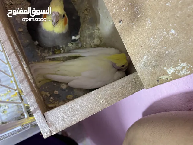 السلام وعليكم كوكتيل جاهز لزق بصحه جيده ونضيف السعر 25واكو توصيل