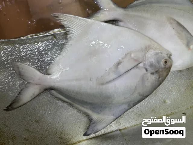 اسماك البحر