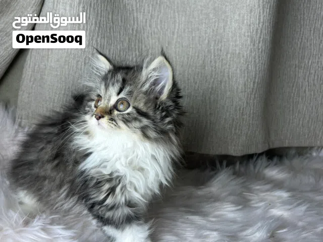 قطه شيرازي