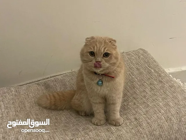 سكوتش فولد