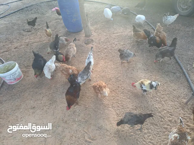 عندي دجاج عربي للبيع