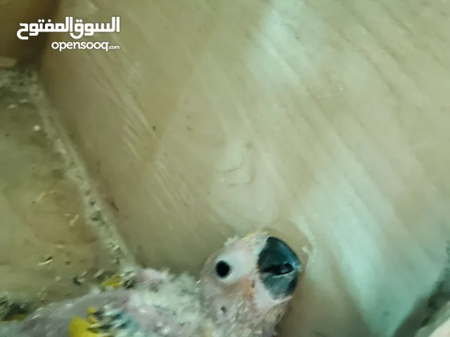 Sun conure chick red factor