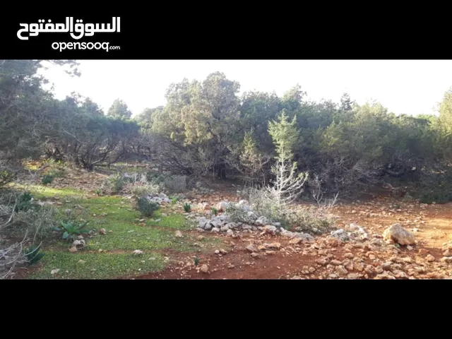 Mixed Use Land for Sale in Jebel Akhdar Cyrene