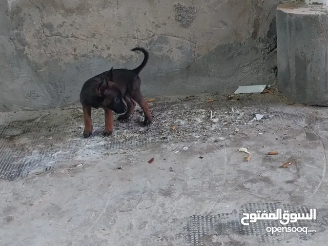 اجراو اناتي ميم واو