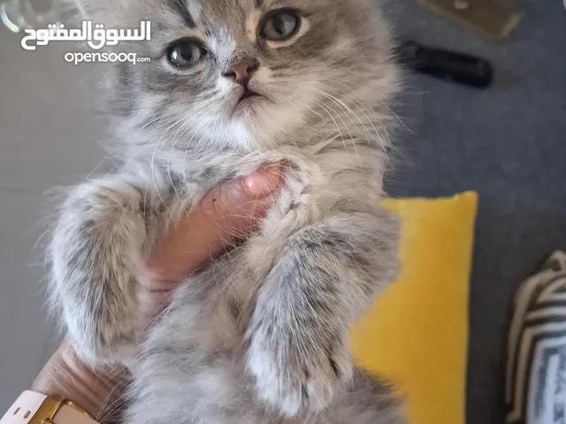 قطه صغيره هملايا للبيع بسعر25
