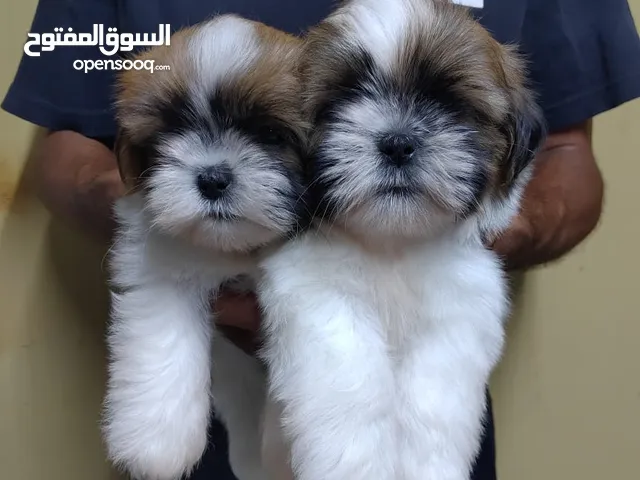 Shih tzu male and Female high Quality
