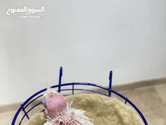 كوكتيل البينو