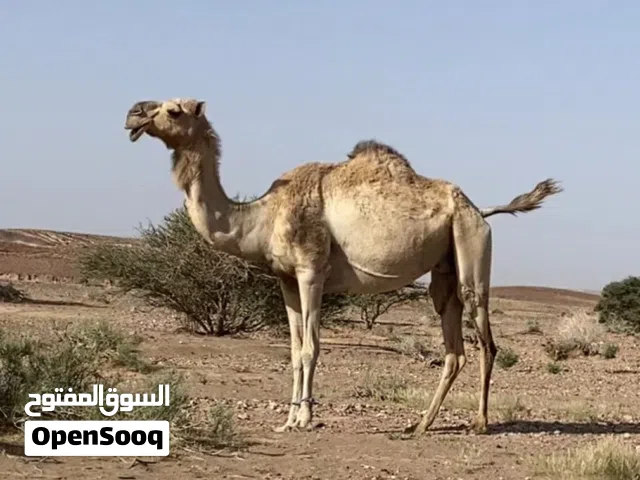 ناقه مدني محليه
