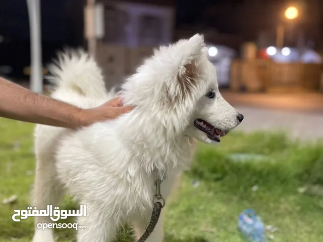 جرو سامويد نثيه