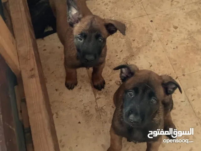 جراو مالينو بلجم بيور للبيع في اربد