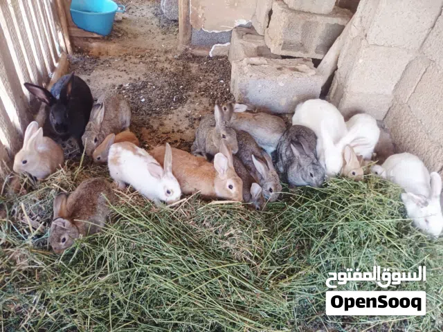 ارنب للبيع في السراج