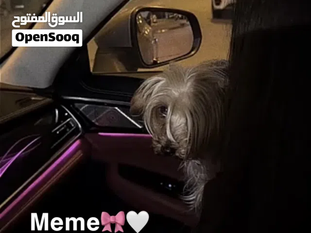 يورك شاير انثى