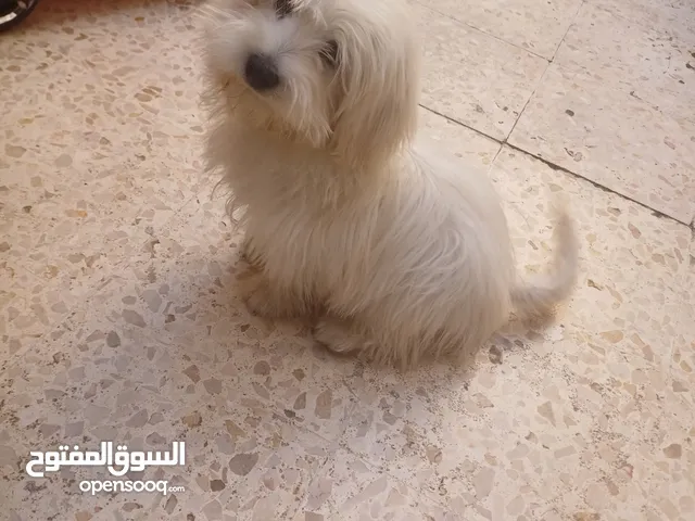 كلب ابيض للبيع عمرو 3 اشهر