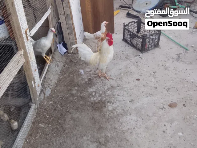 ديج للبيع عرب