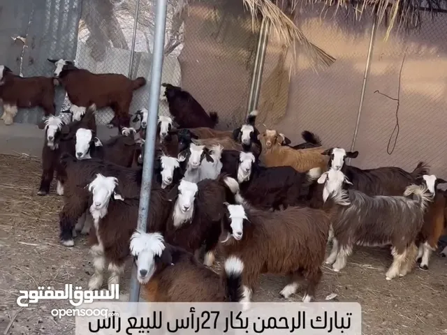 اذكر الله بكار للبيع