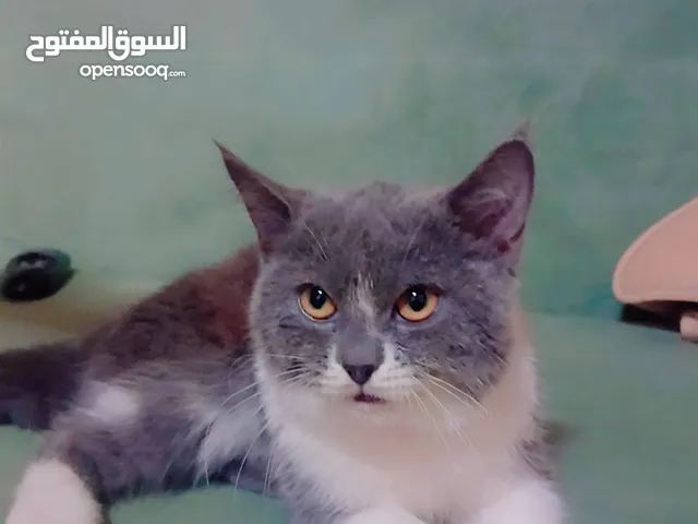 قط كيوت اسكوتش فولد
