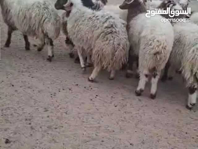 ذبايح نعيمي عربي سوري
