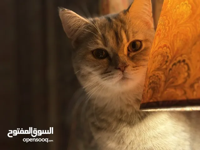 للتبني قطة نص شرازي ونص بريطاني قصير الشعر