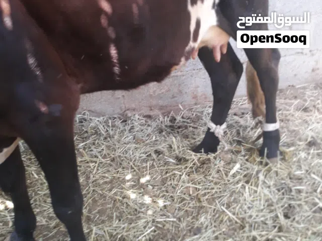 بقرة تهجين نمساوى مربيه تحتها ثور ود سبوع امورها طيبة وصحة ممتازة شى طيب