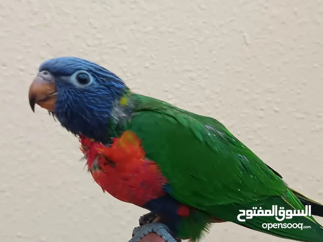 Red collar and rainbow lory for sale